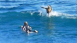 Θαλάσσιο λιοντάρι χειροκροτεί νεαρές σέρφερς στην Αυστραλία