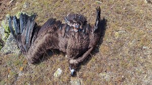 Νεκρός μαυρόγυπας στη Μηλιά Μετσόβου