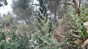 Μυλοπόταμος: εντοπίστηκε φυτεία με 186 δενδρύλλια - Δύο συλλήψεις