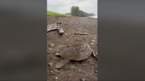 Εθελοντές βοήθησαν τεράστια χελώνα να βρει τον δρόμο προς τη θάλασσα!