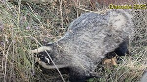 Ρέθυμνο: Επιχείρηση διάσωσης τραυματισμένου ασβού! (βίντεο)