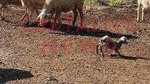 Κτηνοτρόφος για ΟΠΕΚΕΠΕ: «Ο έλεγχος προκάλεσε χάος. Μπήκαν εκεί που γεννούσανε οι μάνες» (δείτε φωτό) 