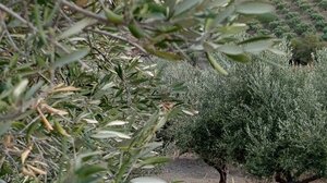 Διεπαγγελματική Οργάνωση επιτραπέζιας ελιάς: Στο "τραπέζι" τα προβλήματα της φετινής παραγωγής