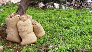 Ελαιόλαδο: Χαμηλότερη σε σχέση με πέρυσι η συγκομιδή στην Κρήτη