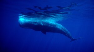 SAvE Whales: Η προστασία των φυσητήρων και η συνεισφορά του ΙΤΕ