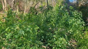 Φυτεία με 130 δενδρύλλια αποκάλυψαν οι αρχές στα Χανιά -Δείτε βίντεο και φωτογραφίες