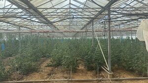 Κόκκινος Πύργος: Προφυλακίστηκε ο 41χρονος «ενοικιαστής» του θερμοκηπίου-χασισοφυτεία 