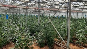 “Δάσος” από… δενδρύλλια κάνναβης μέσα σε θερμοκήπιο στη Μεσαρά - Στη... Θήβα εντοπίστηκε ο ενοικιαστής!