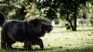Ο σοβαρός λόγος που ο ηλικιωμένος σκύλος σας μπορεί να περπατάει αργά