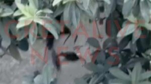 Γέμισε ποντίκια κεντρικός δρόμος του Ηρακλείου! (video)