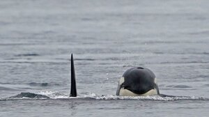 Πορτογαλία: Γιατί αυξάνονται τα περιστατικά αλληλεπίδρασης μεταξύ όρκας και σκαφών;