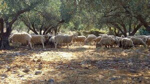 Οριστικό τέλος στη «τεχνική λύση» – Νέοι κανόνες κατανομής βοσκοτόπων, τί ισχύει για την Κρήτη