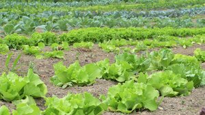 ΑΑΔΕ: "Λαβράκια" από τους ελέγχους σε καλλιεργητές βιολογικών προϊόντων – 9.600 ΑΦΜ στο "μικροσκόπιο"