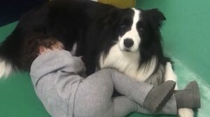 Η δύναμη του Κόι - Πώς ένας σκύλος λειτουργεί ως συνθεραπευτής στο πλαίσιο της ζωοθεραπείας