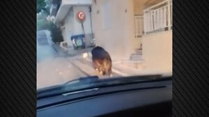 Αγριογούρουνο έκανε βόλτες σε δρόμο στο... Περιστέρι - Δείτε βίντεο