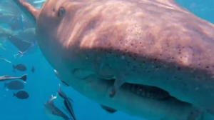 Καρχαρίας κατάπιε κάμερα δύτη – Δείτε το βίντεο που κόβει την ανάσα