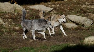 Αγέλη λύκων έκανε την εμφάνισή της στις παρυφές της Πυλαίας 