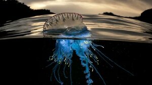 Εντοπίστηκε νέο είδος «μέδουσας σαμουράι» 