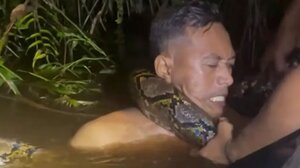 Πύθωνας 6 μέτρων τυλίχθηκε γύρω από τον λαιμό ξεναγού