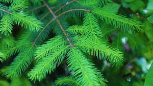 Χανιά: Ξεκινά ο βιολογικός ψεκασμός για την προστασία των πεύκων 