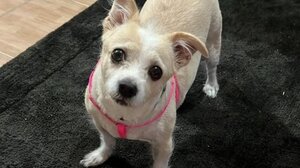 Φρικτό περιστατικό στη Χαλκιδική: Άγνωστος πέταξε σκύλο μέσα σε κάδο απορριμμάτων