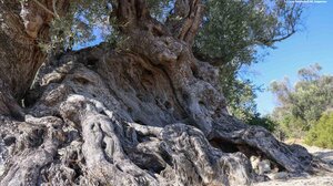 Ελιά Λιβεράνι: Μία από τις αρχαιότερες υπεραιωνόβιες ελιές του κόσμου - Δείτε βίντεο