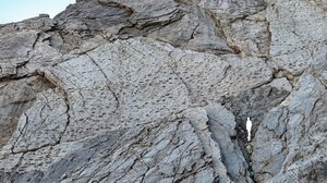 Ιταλία: Χιλιάδες αποτυπώματα δεινοσαύρων σε βράχους των Άλπεων κοντά σε χώρο των Χειμερινών Ολυμπιακών Αγώνων