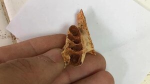 Αρχαίες φωλιές μελισσών βρέθηκαν για πρώτη φορά μέσα σε απολιθωμένα σαγόνια ζώων