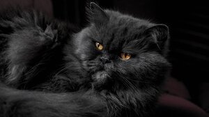 Καταλαβαίνουν οι γάτες όταν τους μιλάμε;