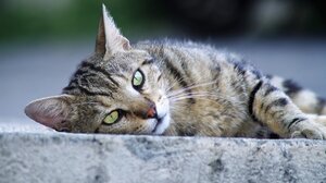 Ο συγκινητικός λόγος που η γάτα μάς ακουμπάει με το κεφάλι της