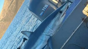 Εύβοια: Ψαράς έπιασε στα δίχτυα του καρχαρία Μακό, ένα από τα ταχύτερα και πιο επικίνδυνα είδη