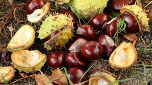 Κάστανα: Τι αλλάζει αν τα τρώτε ωμά, ψητά ή βραστά