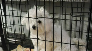 Βρέθηκε η Λούνα