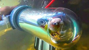 Παπαγάλος κάνει... κατάδυση 