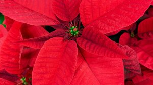  Το λάθος που σκοτώνει τα αλεξανδρινά