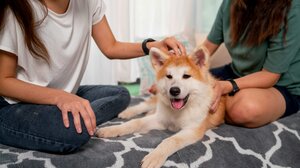 Το κατοικίδιο που αποτελεί πολύτιμο δώρο για την ψυχική υγεία των εφήβων