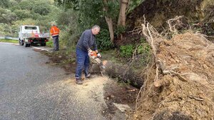 Λάστρος: Πτώση δέντρου εξαιτίας ισχυρών ανέμων