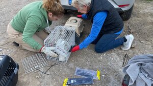 Δήμος Κισσάμου: Ολοκλήρωση μεγάλης κλίμακας δράσης μαζικής στείρωσης αδέσποτων