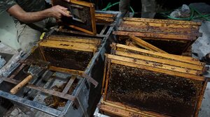 Μέλι – Ένας θησαυρός της Κρήτης