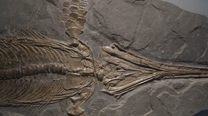 Δεκάδες άγνωστα είδη ζώων, που επιβίωσαν από ένα επεισόδιο μαζικής εξαφάνισης, βρέθηκαν στην Κίνα 