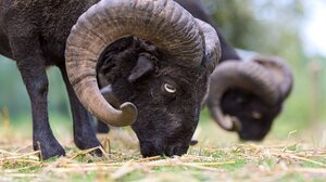 Ελεύθεροι με όρους για την καταγγελλόμενη ζωοκλοπή μεταξύ σύντεκνων στην Καλαμαύκα  