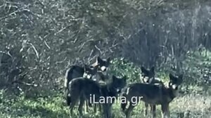 Αγέλη λύκων έκανε την εμφάνισή της κοντά σε χωριό της Λαμίας