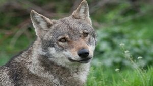 Λύκοι σε Πανόραμα - Θέρμη: "Καμία απειλή για την ανθρώπινη ζωή"