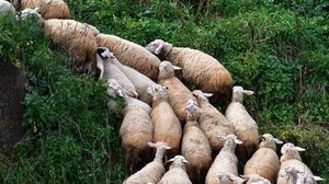 Λέσβος: Σε πλήρη εφαρμογή το σχέδιο περιορισμού του αφθώδους πυρετού