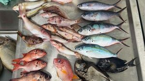 Μικροπλαστικά στο ένα τρίτο των ψαριών που ερευνήθηκαν στον Ειρηνικό