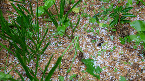 Μετρούν ζημιές οι παραγωγοί από τη χαλαζόπτωση - Τι λέει στο Cretalive ο Δ/ντής του ΕΛΓΑ Κρήτης