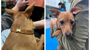 Ηράκλειο: Κουταβάκι βρέθηκε χτυπημένο στη Χανιώπορτα - Αναζητείται ο κηδεμόνας του