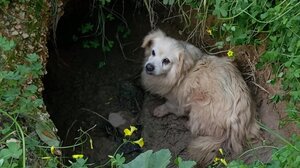 Αίσιο τέλος για σκυλάκι που εγκλωβίστηκε κοντά στο Αστυνομικό Μέγαρο