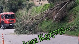 Χαρουπιά "έκοψε" τον δρόμο στα Χανιά