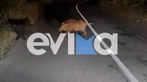 Εύβοια: Νέο τροχαίο με αγριογούρουνο - Άγιο είχε οδηγός ΙΧ